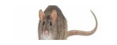 Business 3 image ES PEST CONTROL Pest & Animal Control in Tipperary TA