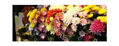 Business 3 image FLOWERS BY DOROTHY Shopping in Tipperary TA