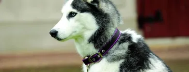 Business 2 image JEDDY & SCRAPPY Shopping in Tipperary TA