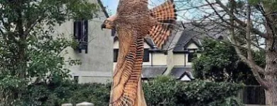 Business 14 image NEWLINE GARDENING LANDSCAPING Landscape Gardeners & Contractors in Dublin D