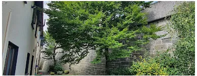 Business 28 image NEWLINE GARDENING LANDSCAPING Landscape Gardeners & Contractors in Dublin D