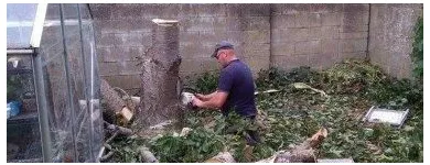 Business 5 image PAT O'HARA & SONS TREE SURGEONS Tree Work & Forestry Services in Dublin IE


