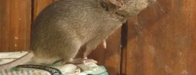 Business 1 image RENTOKIL PEST CONTROL SLIGO BRANCH Real Estate & Home Improvement in Collooney SO