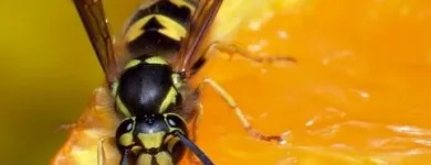 Business 4 image RENTOKIL PEST CONTROL SLIGO BRANCH Real Estate & Home Improvement in Collooney SO