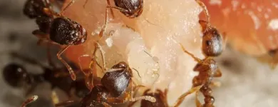 Business 5 image RENTOKIL PEST CONTROL SLIGO BRANCH Real Estate & Home Improvement in Collooney SO