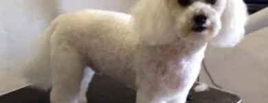 Business 1 image WAGGY TAILS DOG GROOMING Pet Grooming Services in Tipperary TA