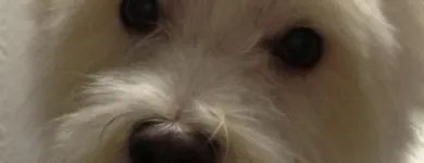 Business 2 image WAGGY TAILS DOG GROOMING Pet Grooming Services in Tipperary TA