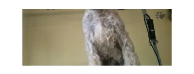 Business 3 image WAGGY TAILS DOG GROOMING Pet Grooming Services in Tipperary TA