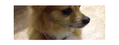 Business 4 image WAGGY TAILS DOG GROOMING Pet Grooming Services in Tipperary TA