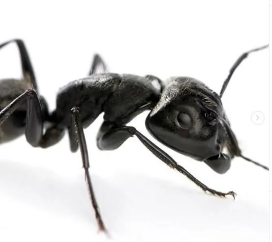 Business 2 image RAPTOR PEST CONTROL