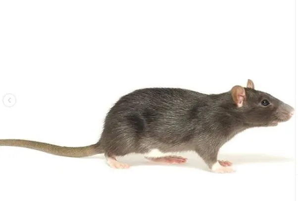 Business 1 image RAPTOR PEST CONTROL