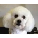 WAGGY TAILS DOG GROOMING Pet Grooming Services in Tipperary TA